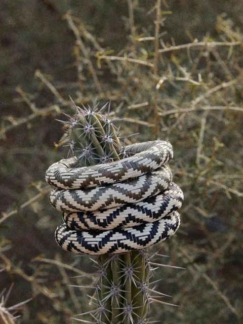 Johanna Ortiz Cosmic Serpent bangles bracelets - Green