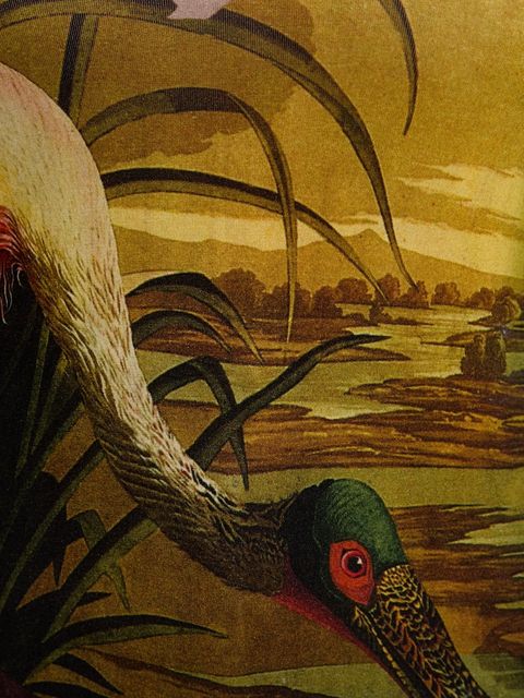 Desigual longsleeve JAPON LACROIX damski kolor beżowy 25WWTK38