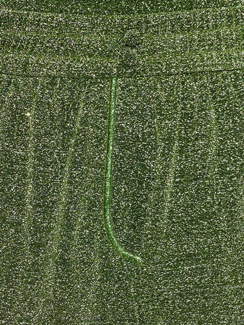 Oséree drawstring shimmer shorts - Green